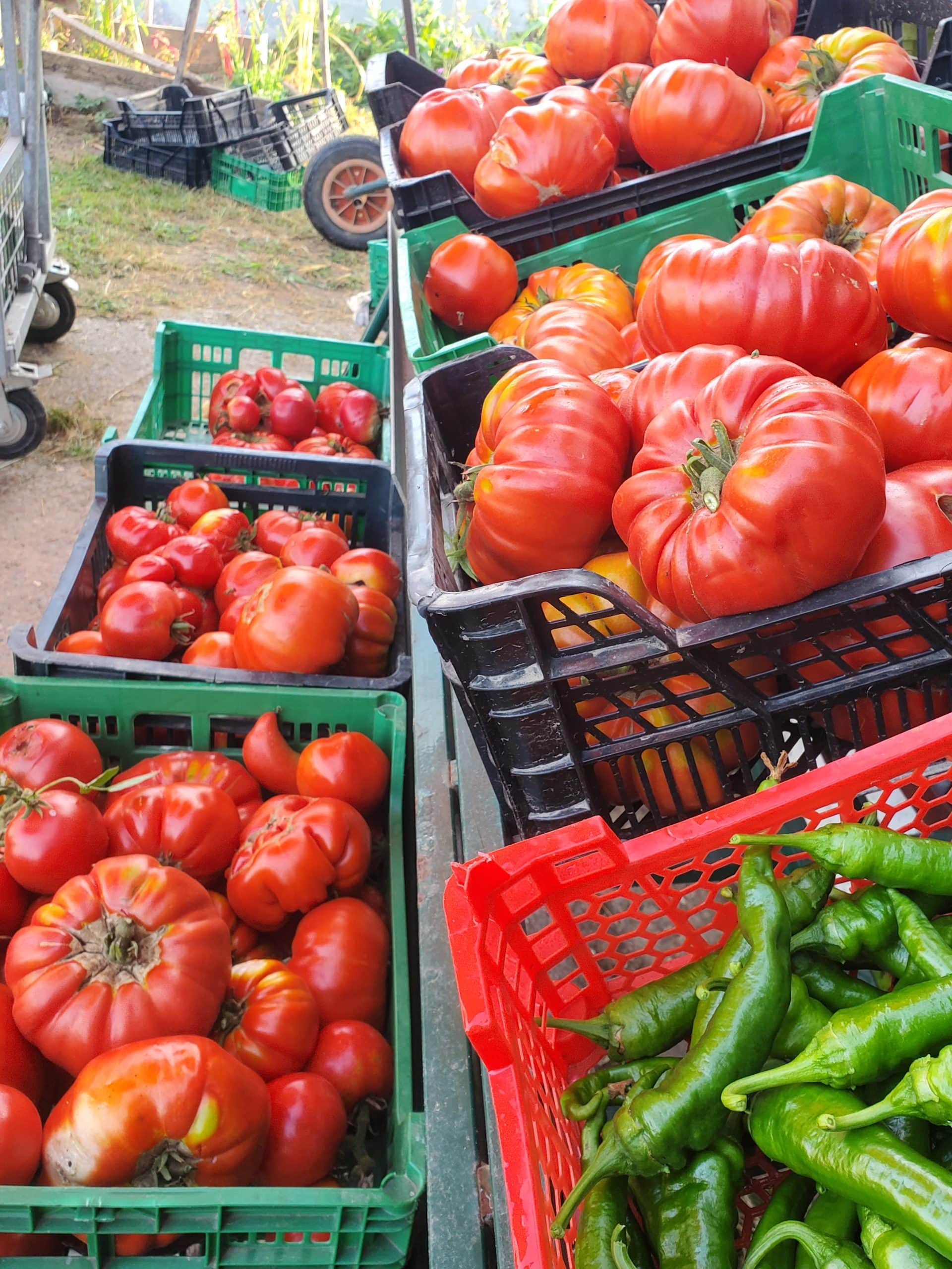 Légumes BIO