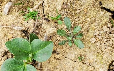 1 ères plantations de pommes de terre qui lancent la saison