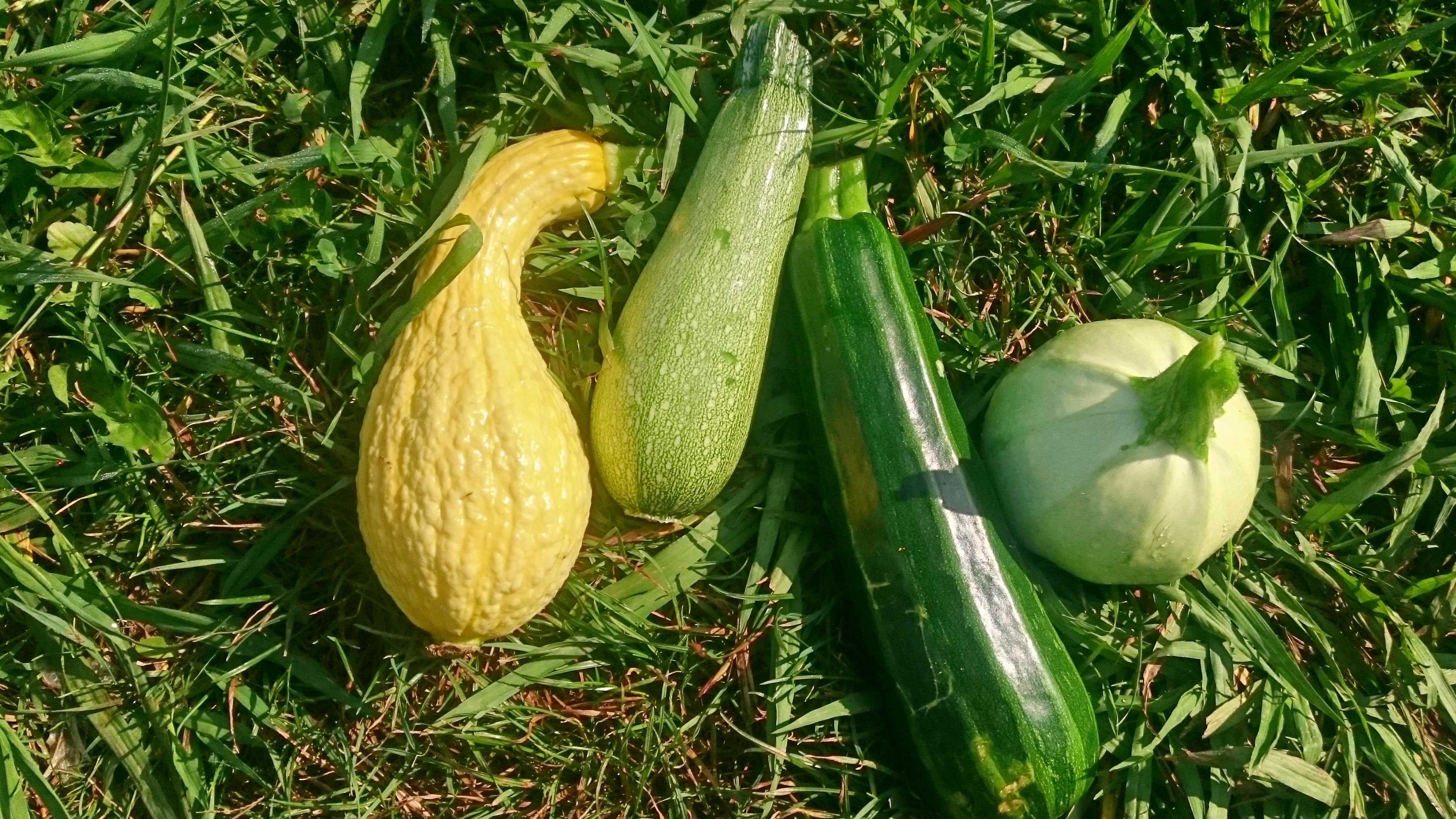 courgettes