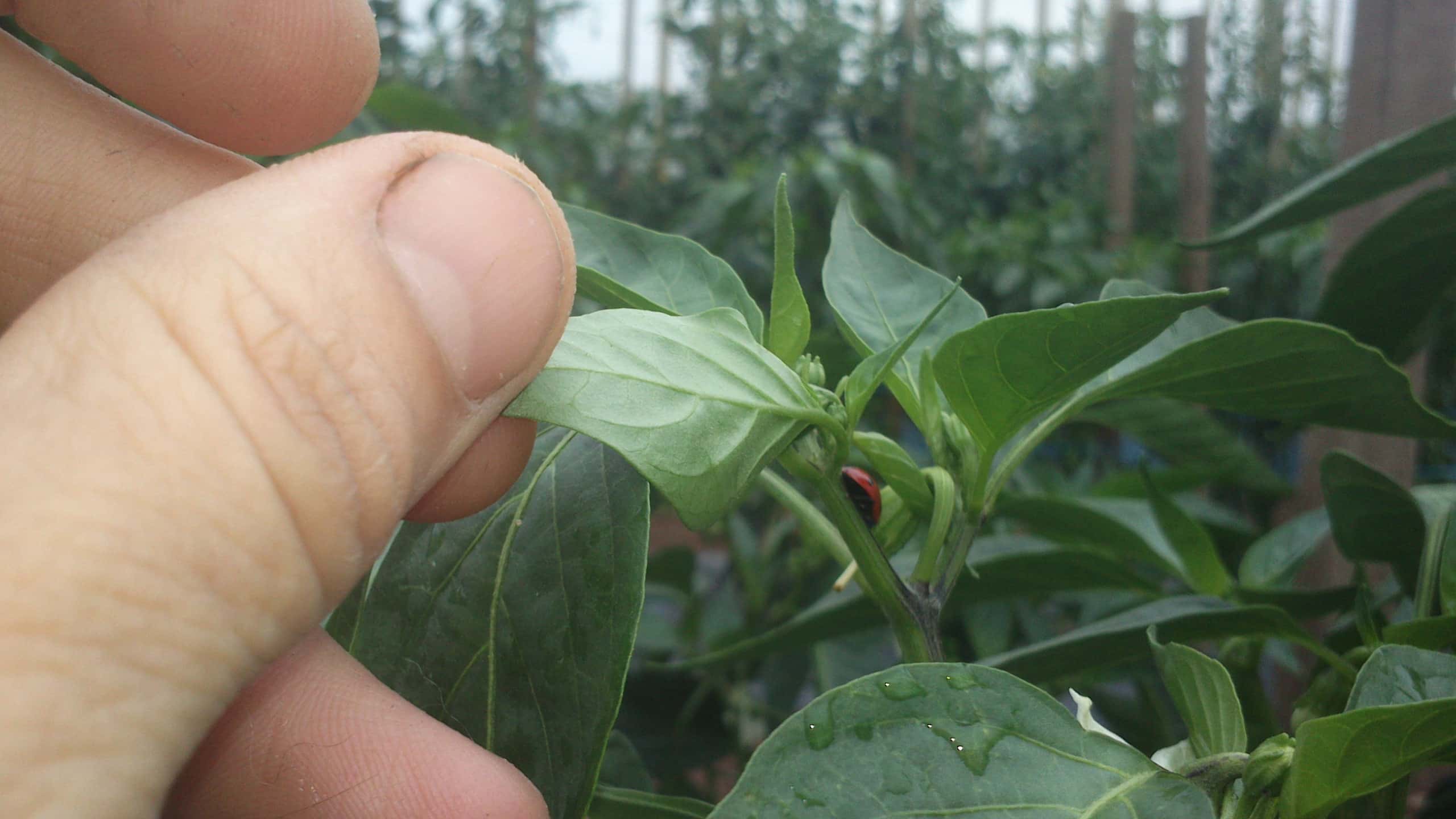 coccinelle sur un pied de piment doux
