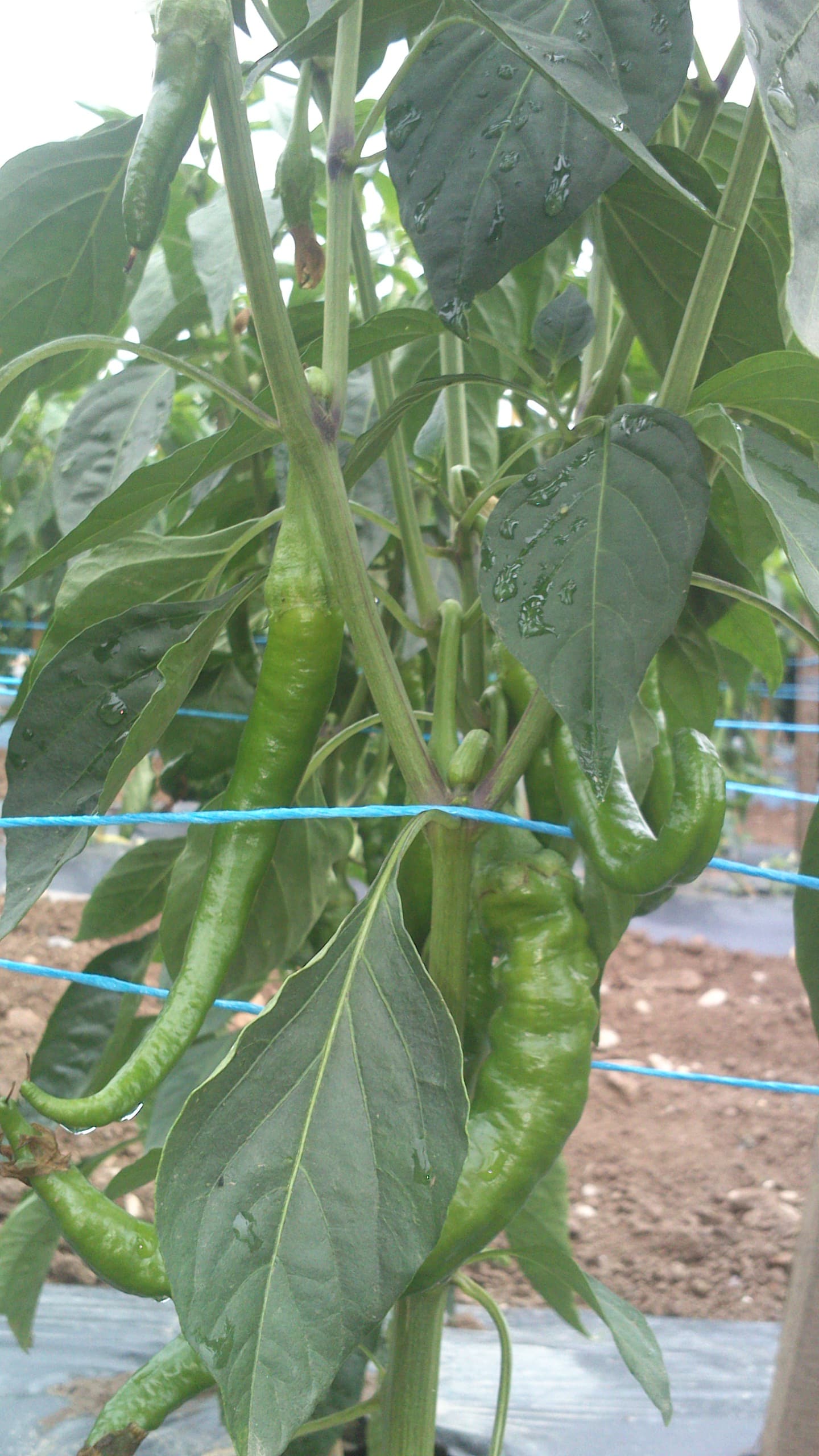 piment doux