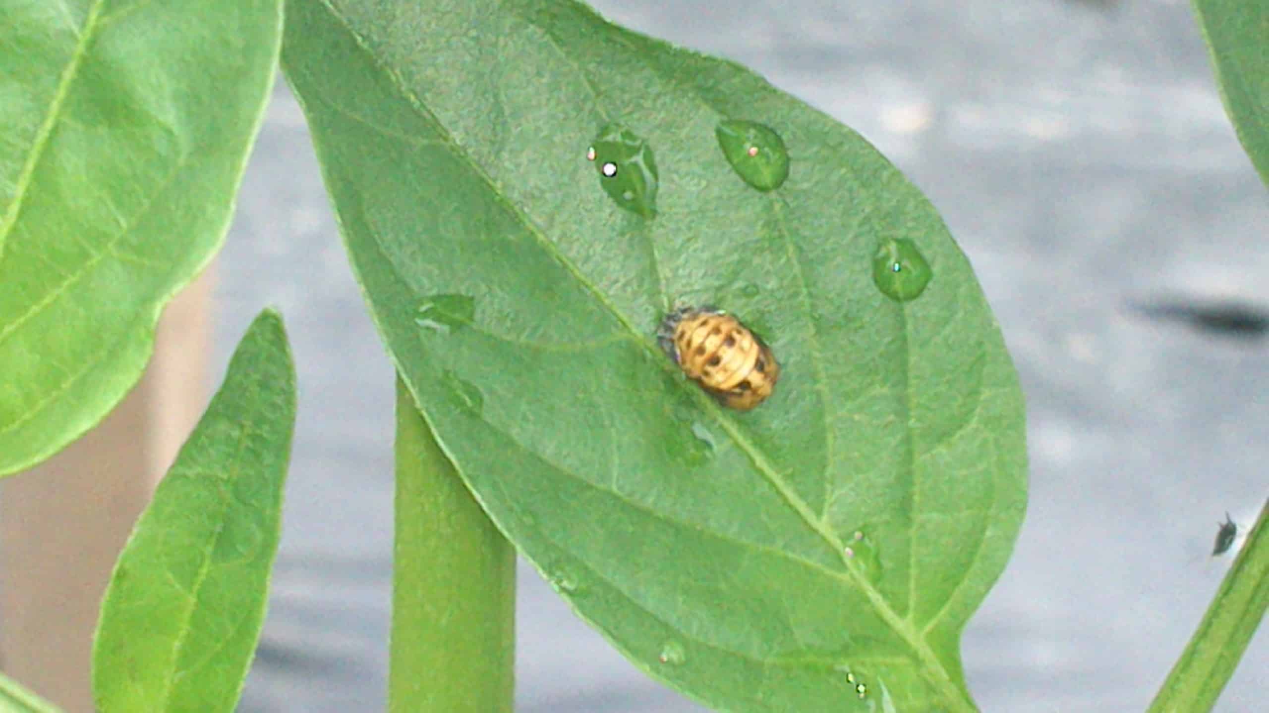 larve de coccinelle