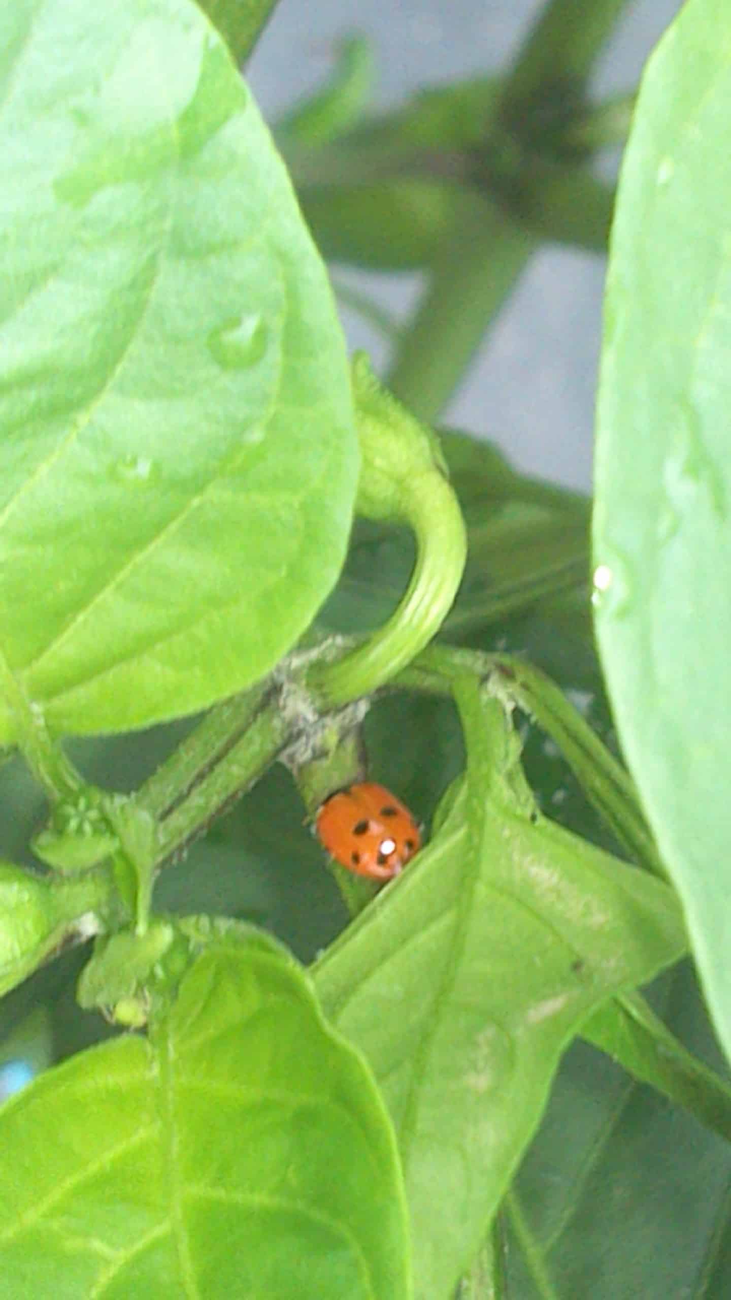 coccinelle bien vorace