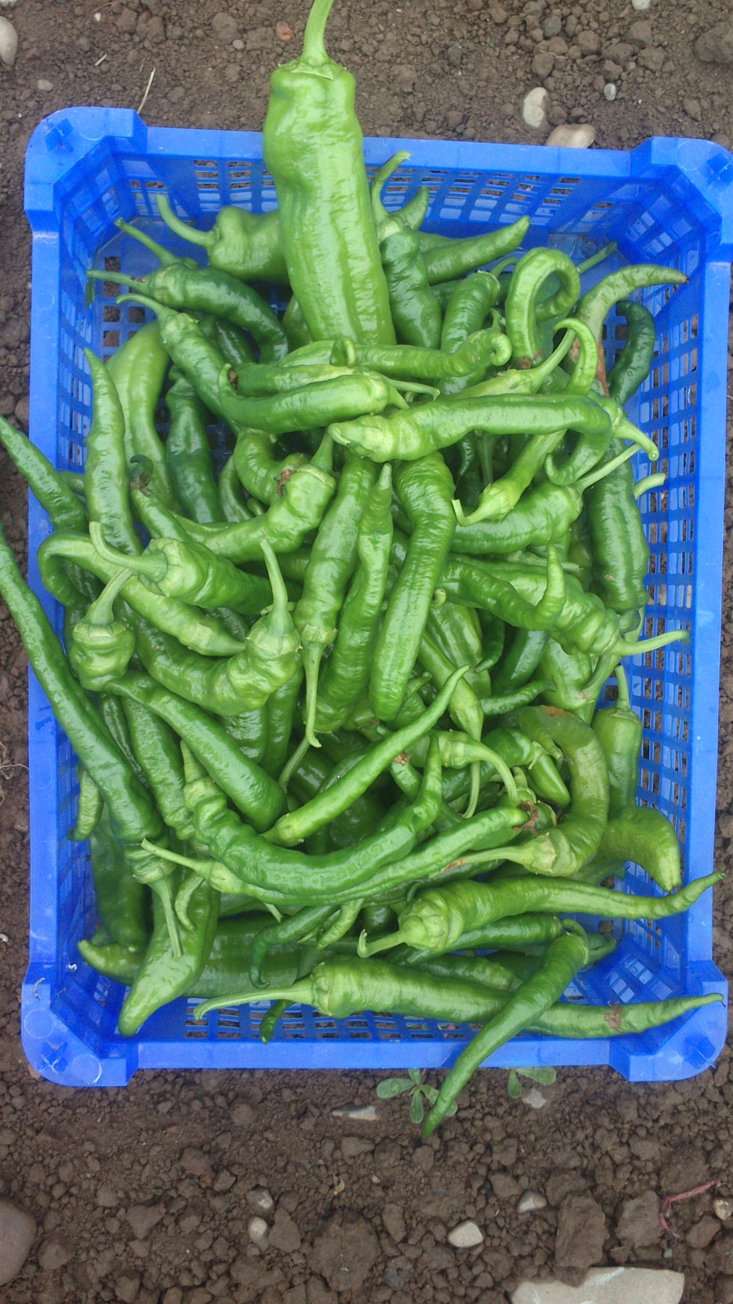 un cageot de piments doux