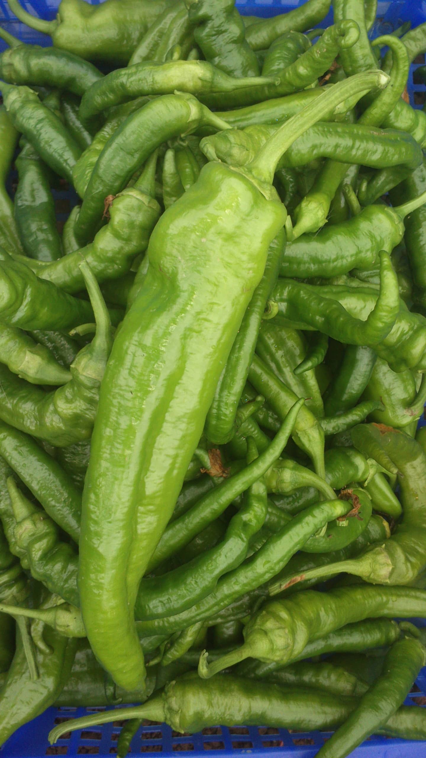 piment Lipari parmi des piments doux