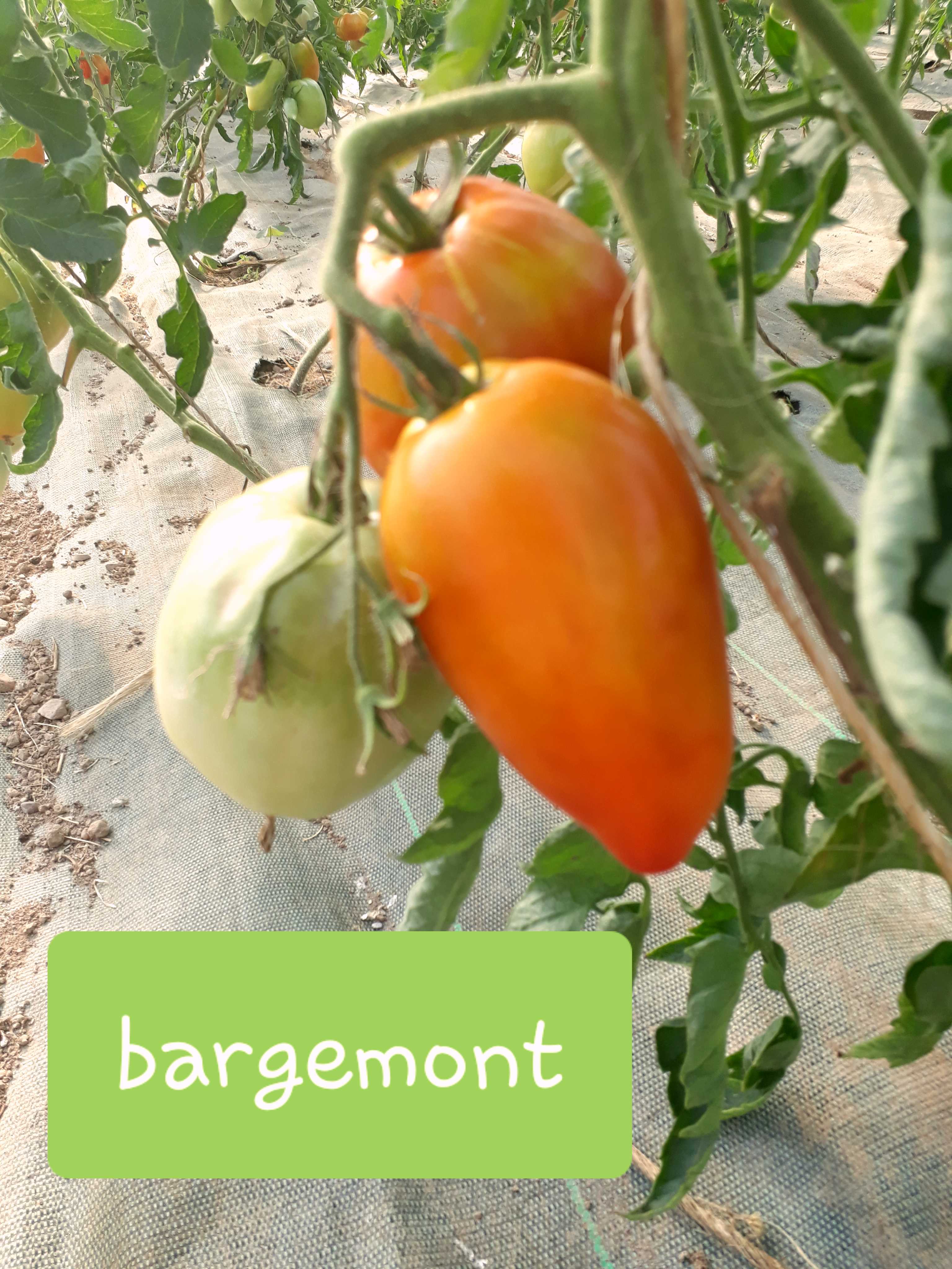 bargemont