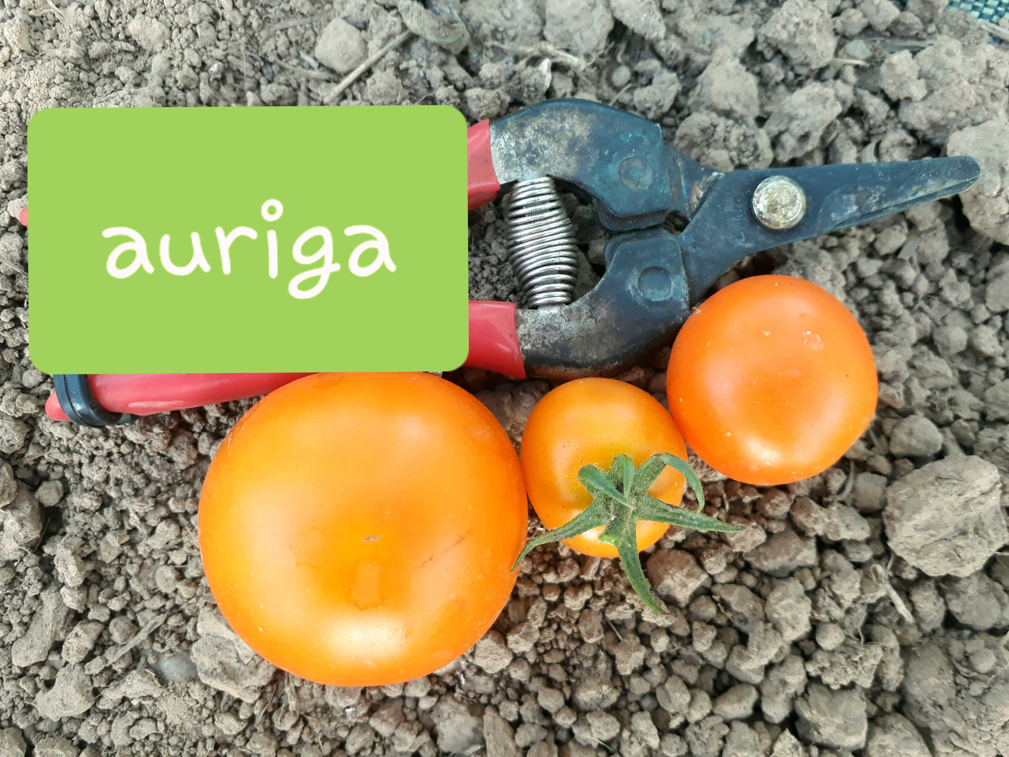 auriga