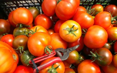 Saison tomates 2023