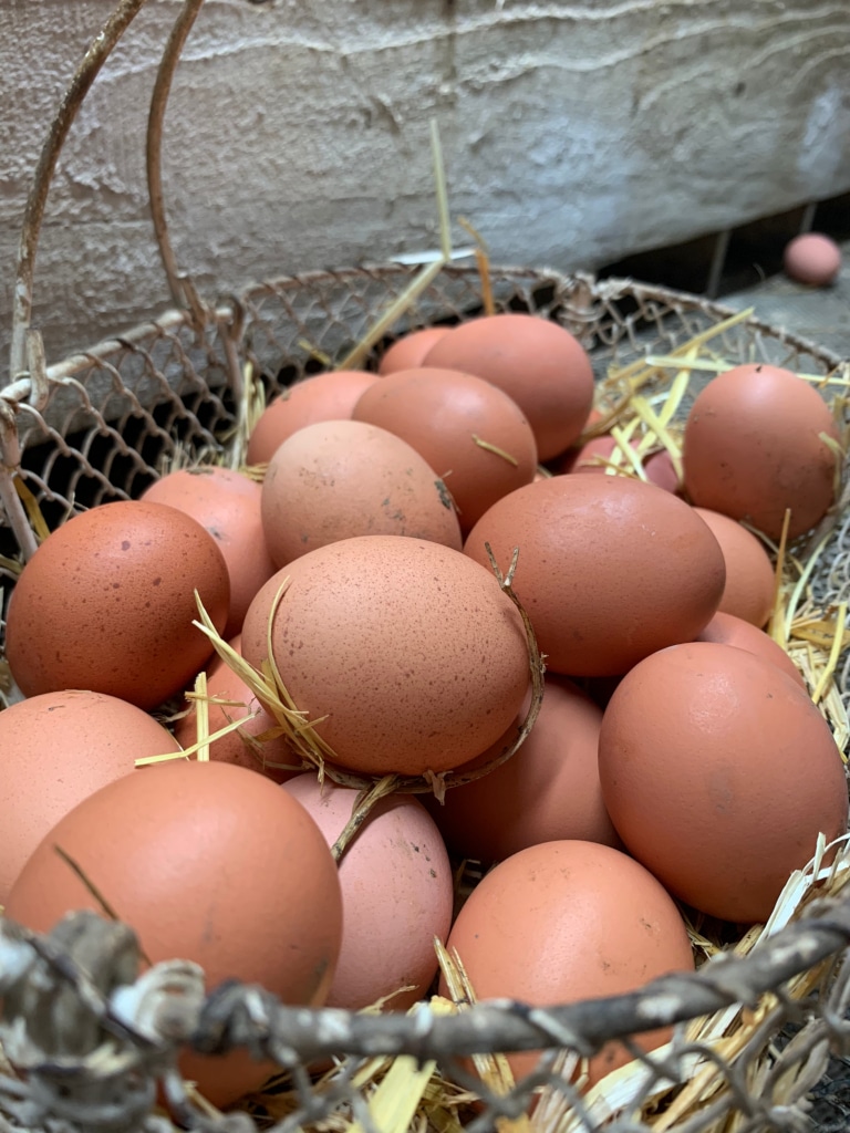 Nos poules